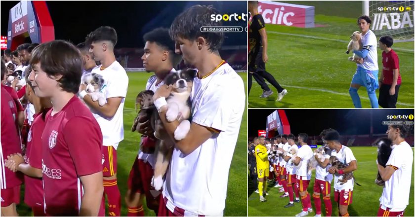 AVS entrou em campo com cães para promover adoção animal (VÍDEO)