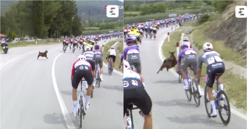 Cabra ataca pelotão do Giro e obriga ciclista a fazer malabarismo para evitar queda